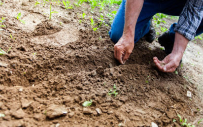 Los beneficios de la fertilización natural en las plantas