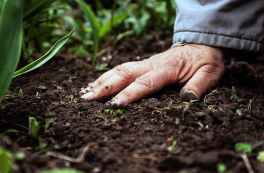 Fertilizantes naturales