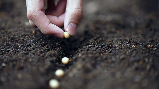 Una buena cosecha comienza con una buena semilla